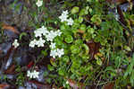 Kidneyleaf grass of Parnassus